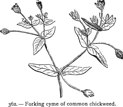 Chickweed Cut