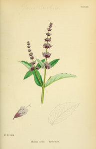 Spearmint