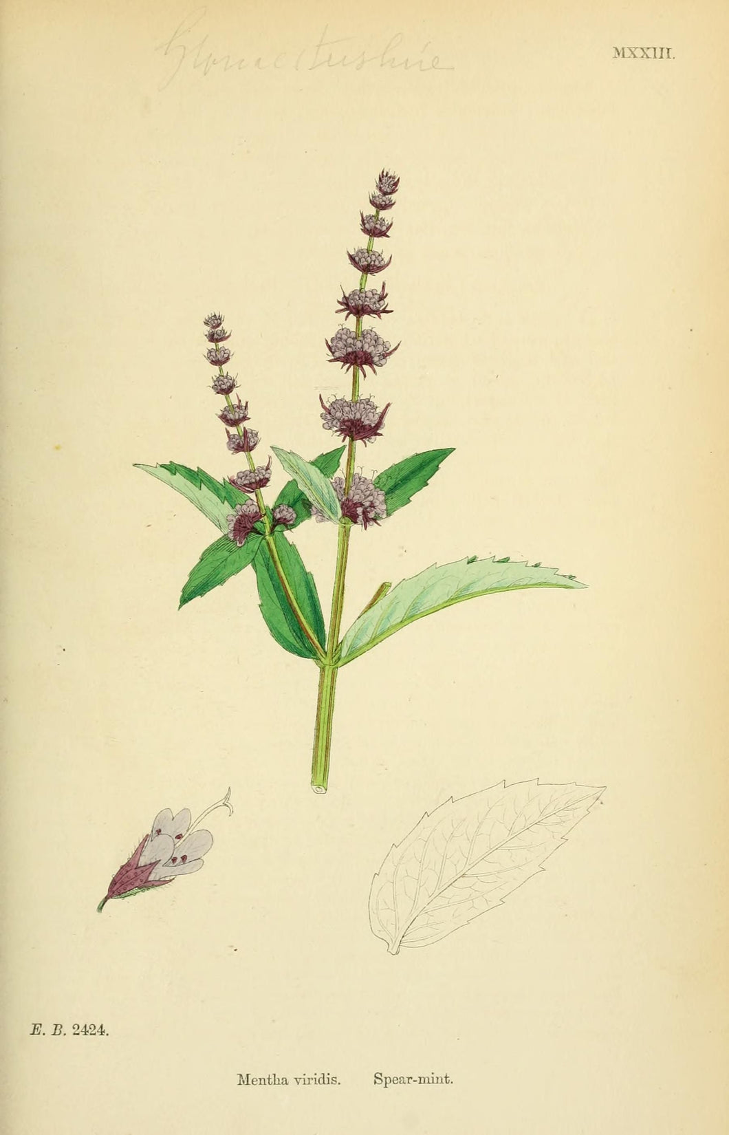 Spearmint