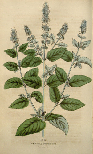 Peppermint