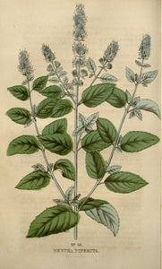 Peppermint