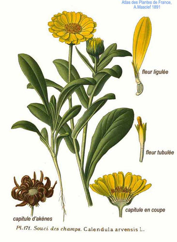 Calendula