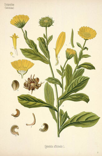 Calendula