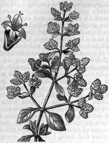 Marjoram
