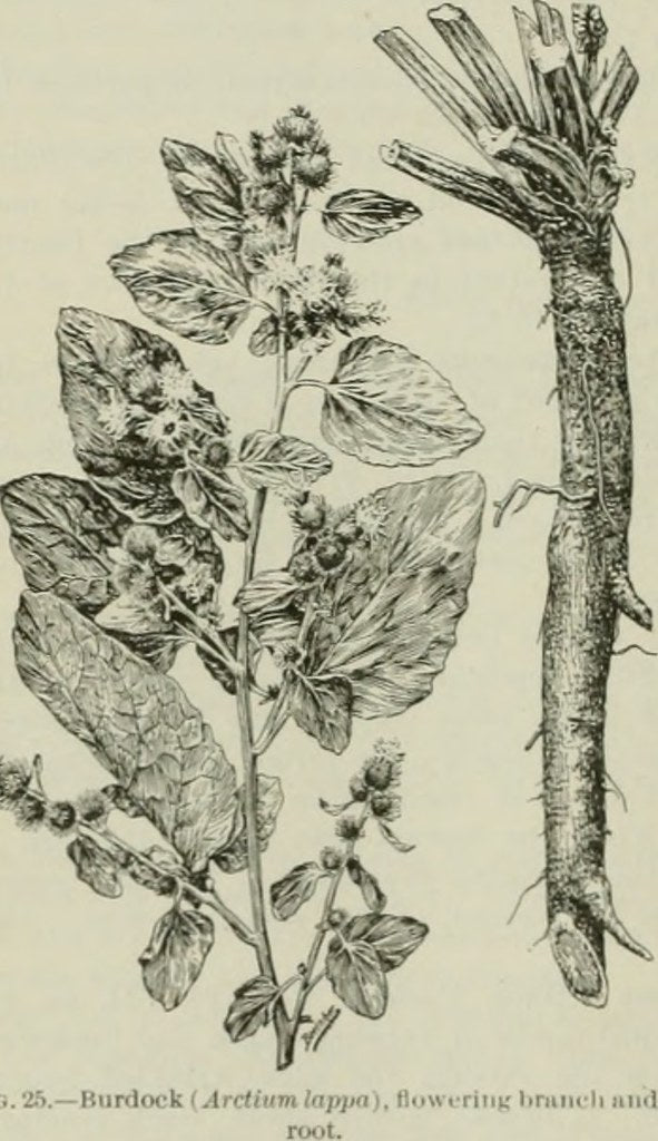 Burdock Root Cut