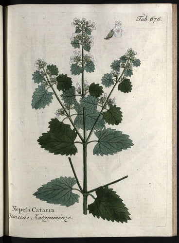 Catnip (leaf & bud)