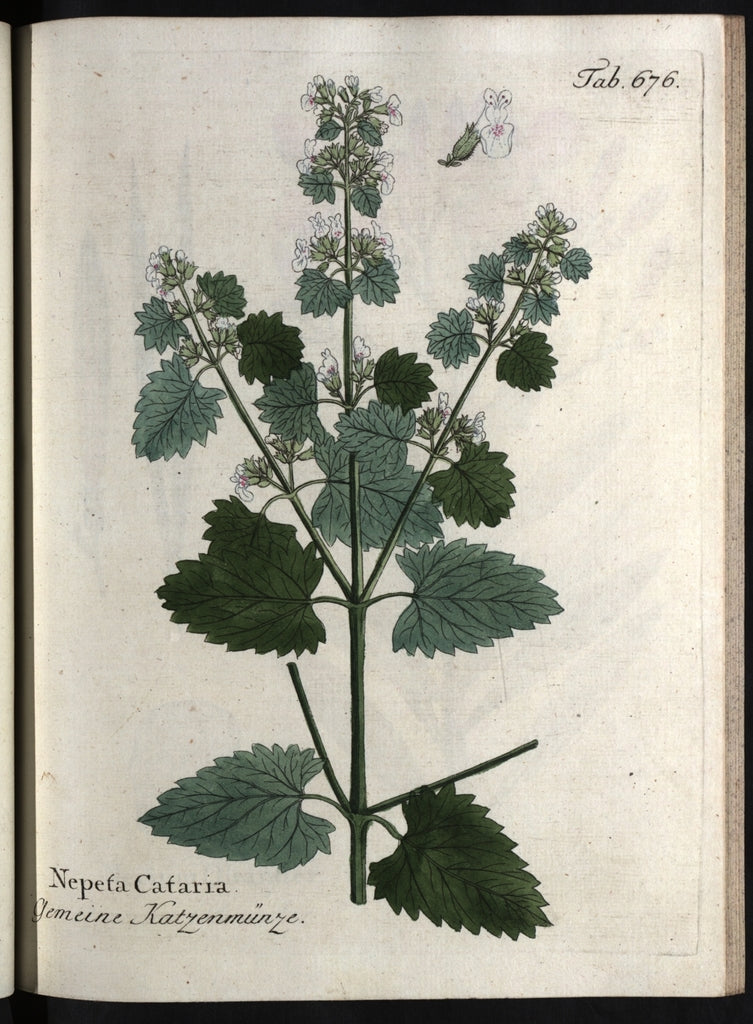 Catnip (leaf & bud)