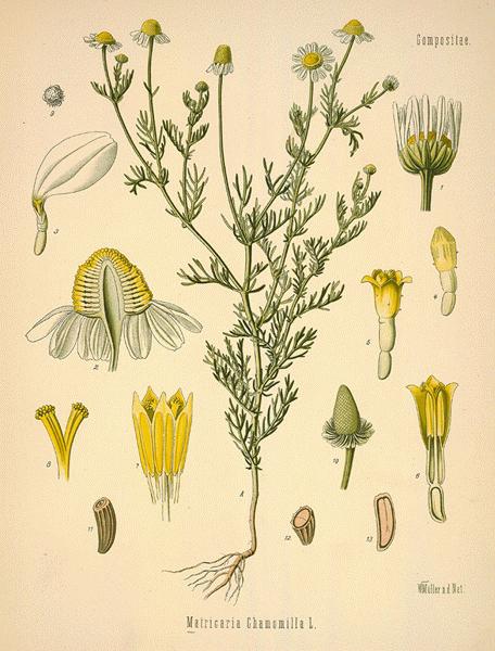Chamomile