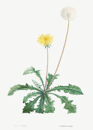 Dandelion Leaf