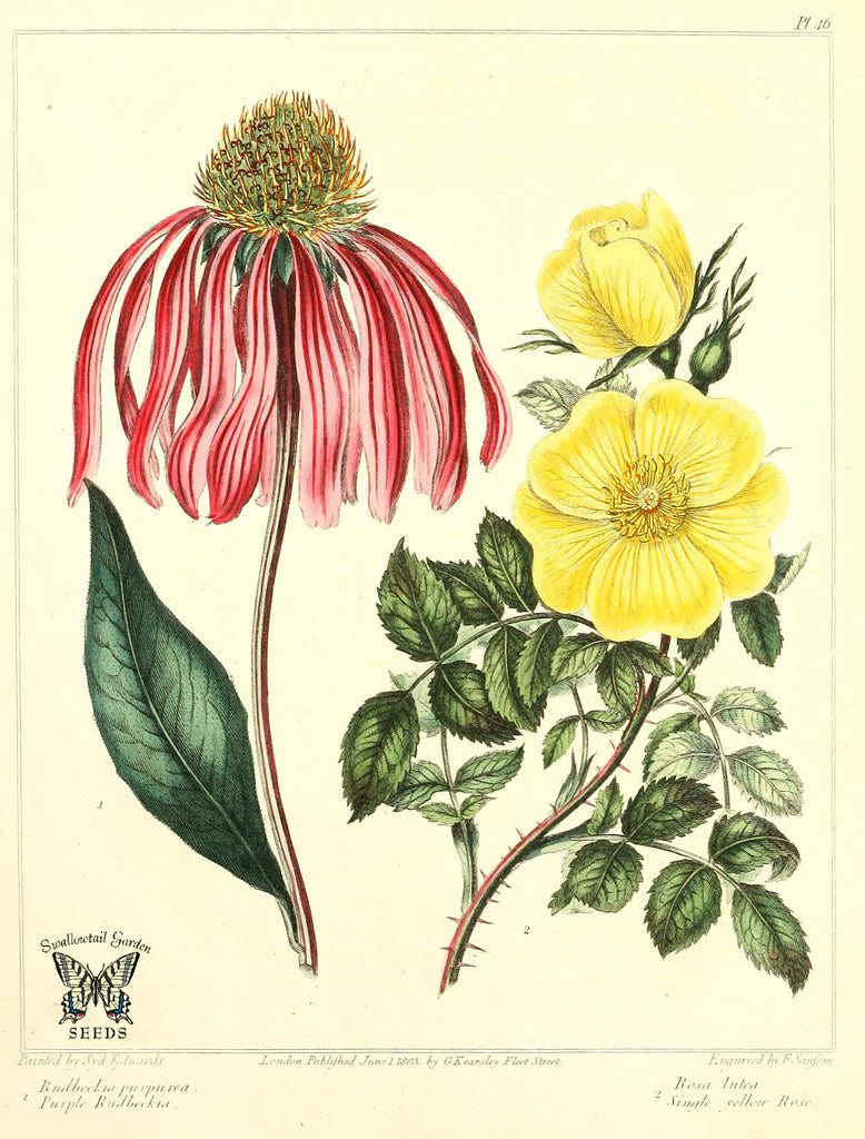 Echinacea Powder