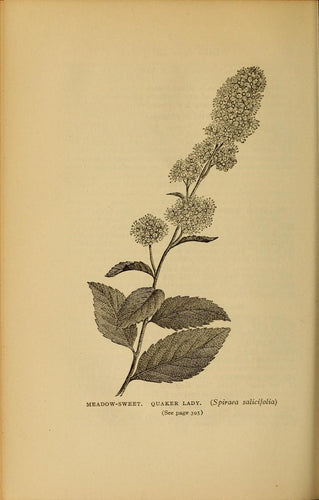 Elder Berries