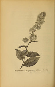 Elder Berries