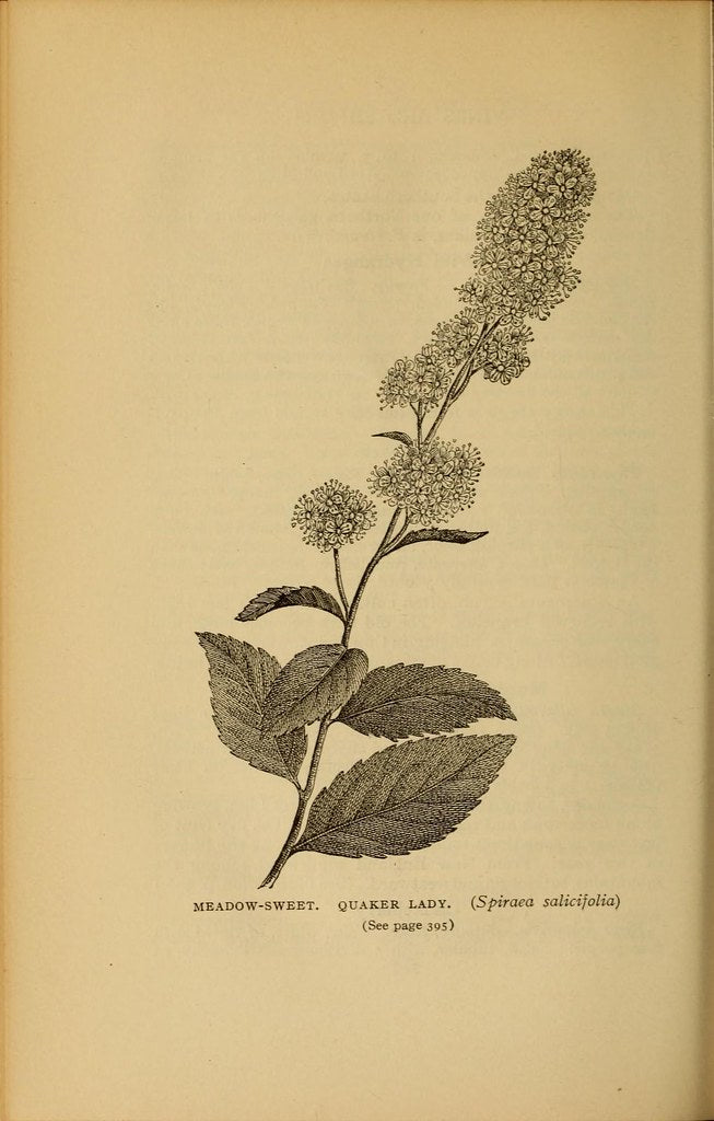 Elder Berries