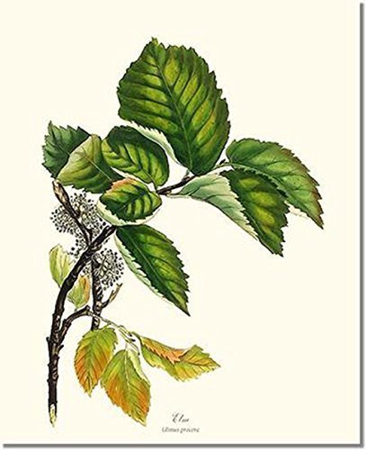 Slippery Elm Powder