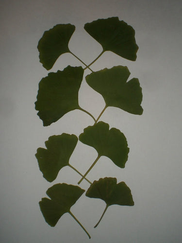 Ginkgo Leaf