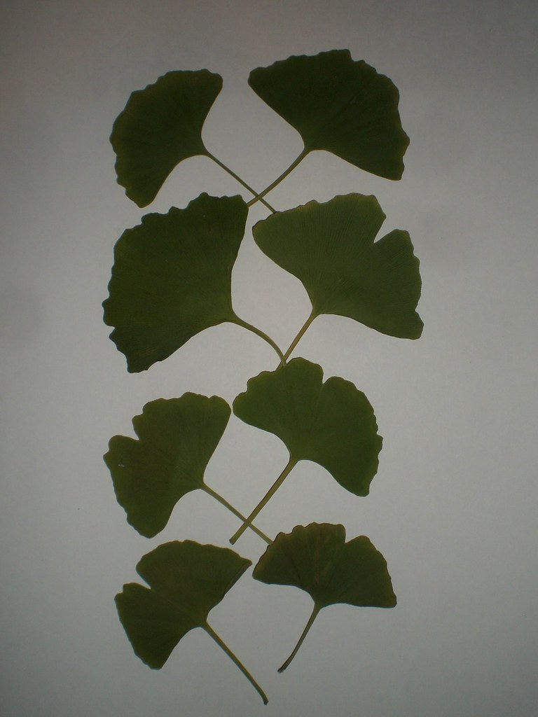 Ginkgo Leaf
