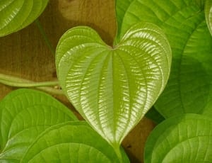 Gotu Kola