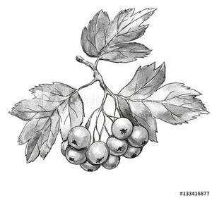 Hawthorn Berry (whole)