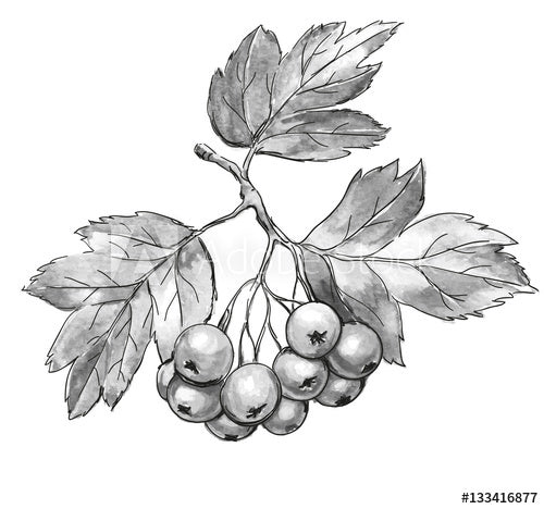 Hawthorn Berry (whole)