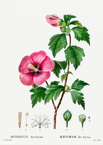 Hibiscus