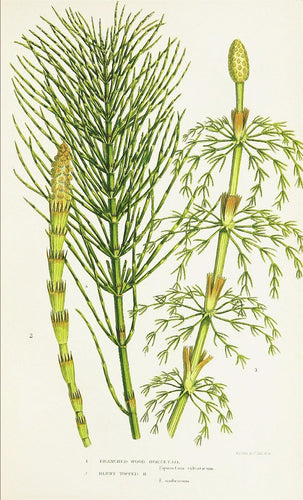 Shavegrass (Horsetail)