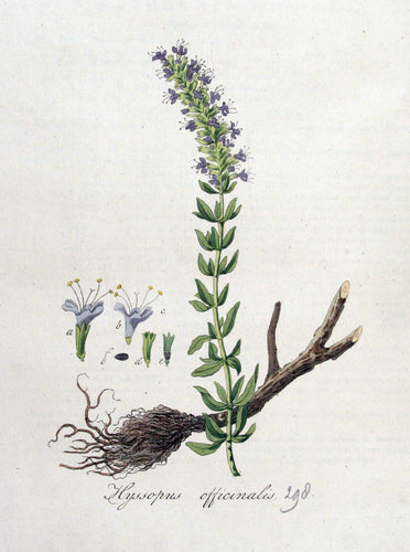 Hyssop Cut