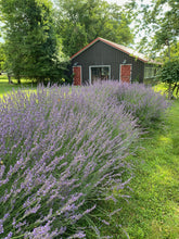 Load image into Gallery viewer, ☞ Large Fresh Cut Lavender for Drying 💜