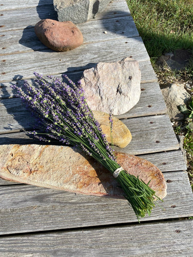 ☞ Large Fresh Cut Lavender for Drying 💜