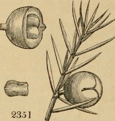 Italian Juniper Berries