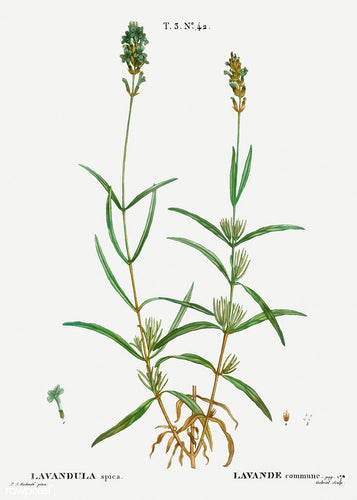 Lavender - herb
