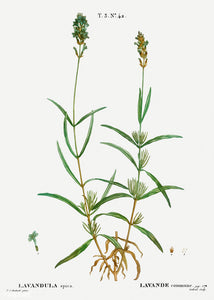 Lavender - herb