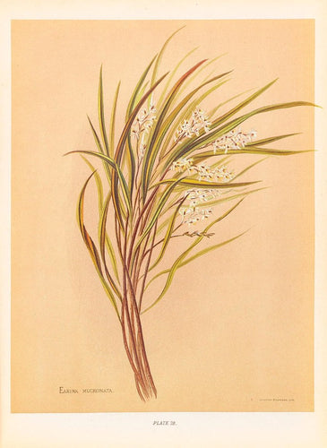 Lemongrass