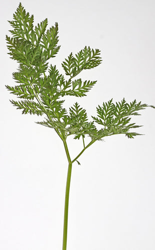 Licorice Root