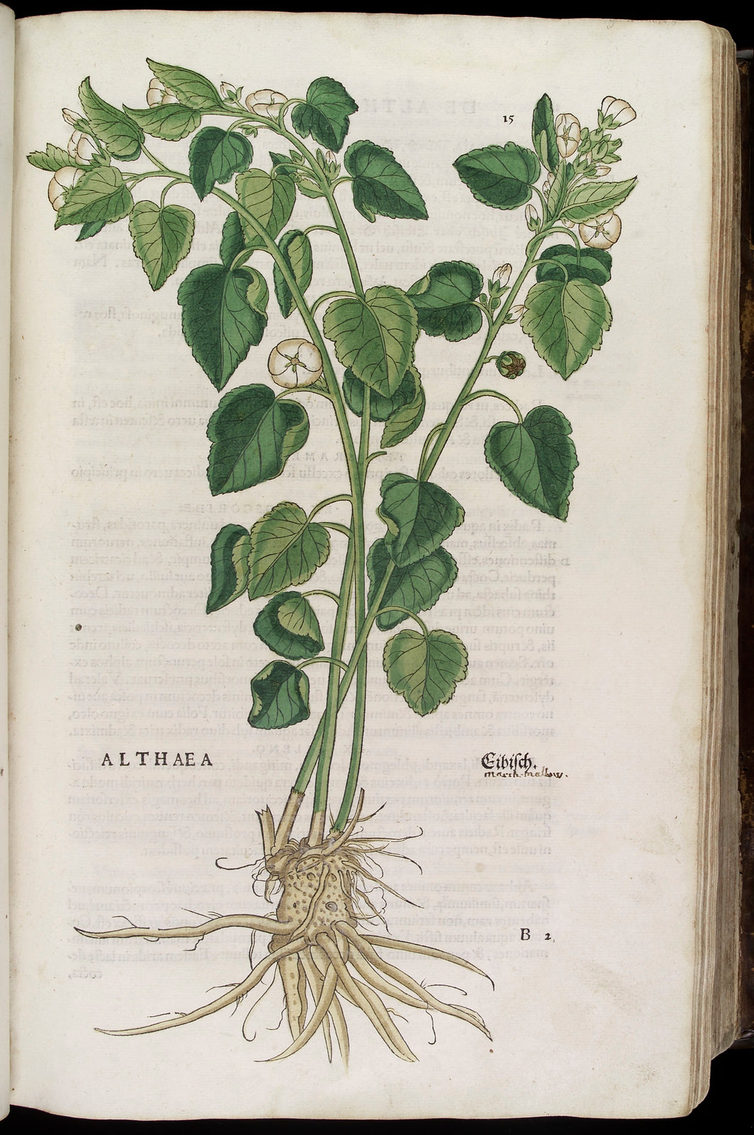 Marshmallow Root