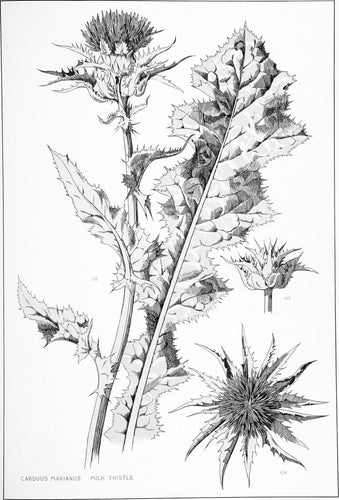 Milk Thistle Seeds