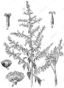 Mugwort