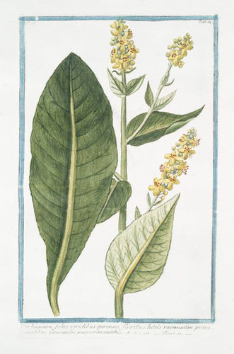 Mullein