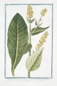 Mullein