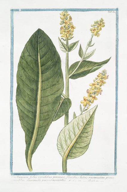 Mullein