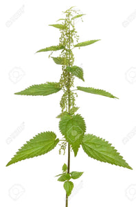 Nettle