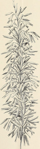 Oat Straw