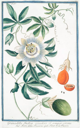 Passion Flower