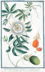 Passion Flower