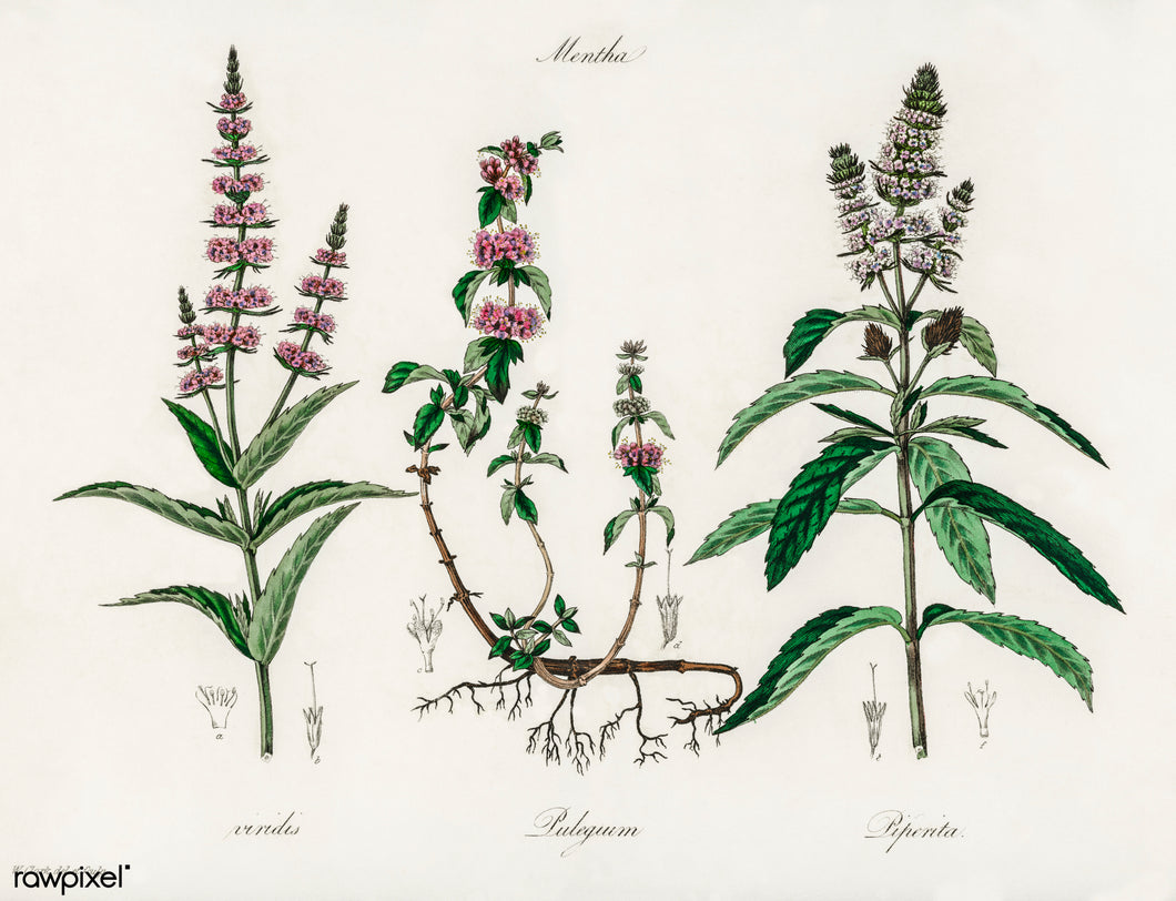 Pennyroyal