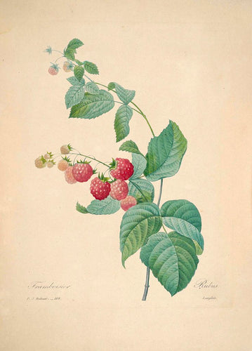 Raspberry Leaf