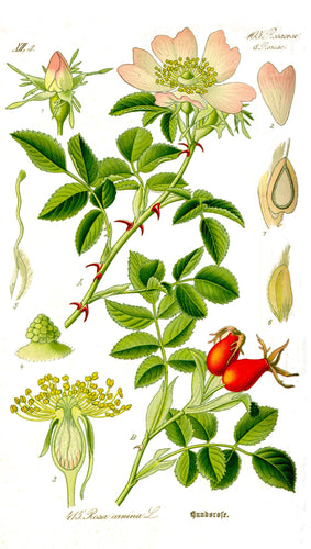 Seedless Rosehips