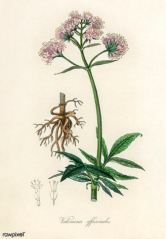 Valerian Root Powder