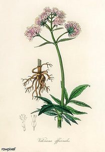 Valerian Root Powder