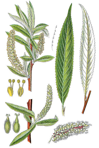 White Willow Bark