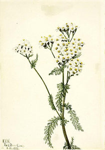 Yarrow